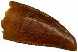 Serrated Raptor Tooth - Real Dinosaur Tooth #300906-1